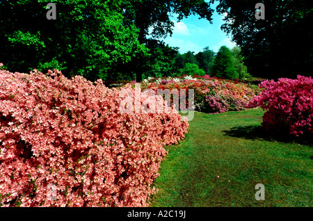 Richmond Park Surrey England Isabella Plantation rosa Blumen Stockfoto