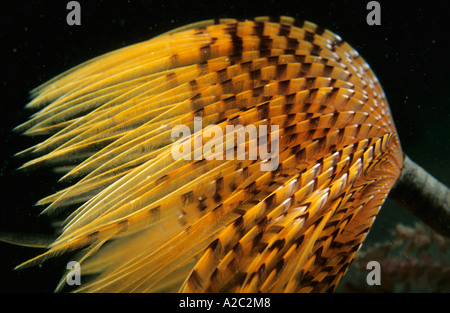 Staubwedel Wurm (Sabella Spallanzanii) mit leuchtend gelben "Federn". Stockfoto