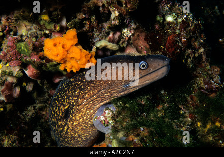 Muräne (Muraena Helena) stochert neugierig den Kopf aus einem Felsen, Mittelmeer, Korsika, Frankreich. Stockfoto