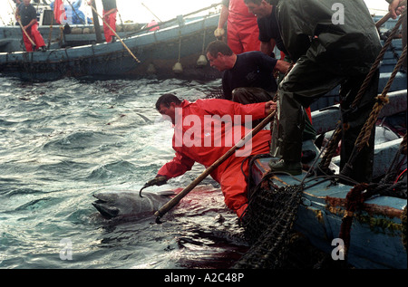 Spanische Fischer von den andalusischen Hafen von Barbate Cadiz Provinz Fang Thunfisch in den alten Almadraba Almadraba Thunfisch ist Thunfisch Stockfoto