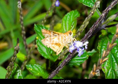 Schmetterling (amerikanische Kupfer), Sachica, Boyacá, Kolumbien, Südamerika Stockfoto