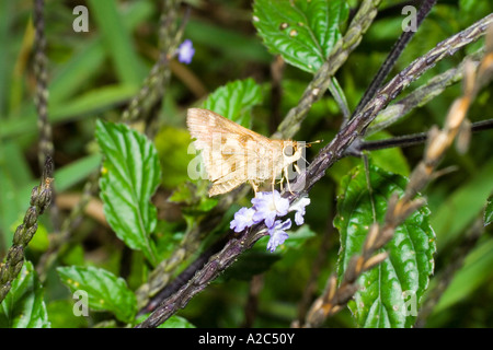 Schmetterling (amerikanische Kupfer), Sachica, Boyacá, Kolumbien, Südamerika Stockfoto