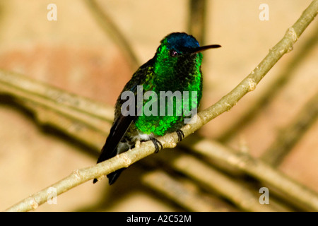 Kolibri Buff-winged Starfrontlet (zool. Coeligena Lutetiae), Sachica, Boyacá, Kolumbien, Südamerika Stockfoto