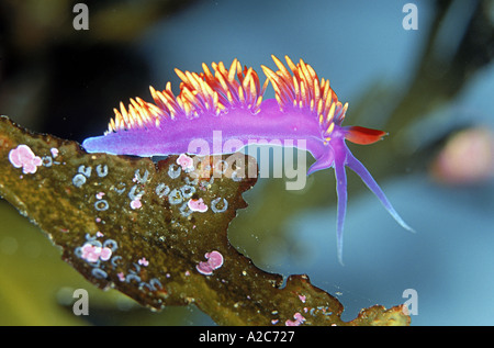 Nacktschnecken oder Spanisch Schal Flabellina Iodinea aus Vancouver Islands nach Baja California gefunden Stockfoto