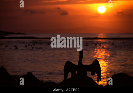 Braune Pelikan Erwärmung bei Sonnenaufgang. Galapagos-Inseln. Ecuador Stockfoto