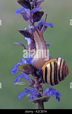 Weiße Lippen Gardensnail, weiße Lippen Schnecke, Garten-Schnecke, kleiner gebändert Schnecke (Bänderschnecken Hortensis) auf Blume Stockfoto