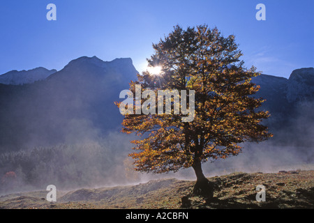 Bergahorn Acer (Pseudoplatanus) einzelner Baum vor dem bergigen Hintergrund Stockfoto