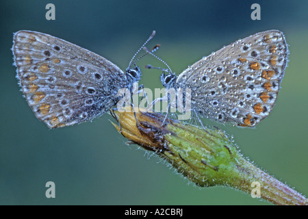 Gemeinsamen blau (Polyommatus Icarus), zwei Schmetterlinge in Tau auf einer geschlossenen Blüte bedeckt Stockfoto