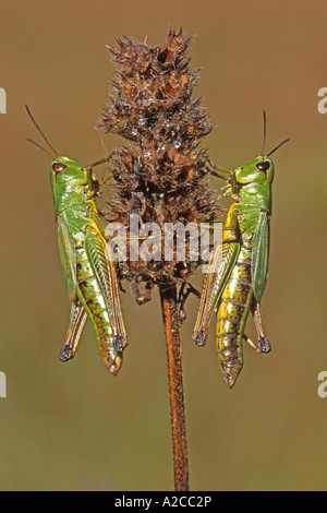 Gemeinsamen Wiese Grashüpfer (Chorthippus Parallelus) zwei Individuen auf Stamm Stockfoto