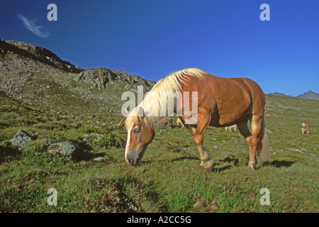 Haflinger-Pferd (Equus Caballus) Weiden auf der Alm im Sommer Stockfoto