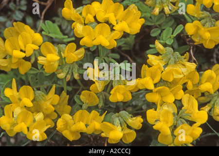 Vögel-Fuß, Kleeblatt Birdsfoot, Trefoil Birdfoot, Trefoil Vögel Fuß, Trefoil (Lotus Corniculatus) Stockfoto