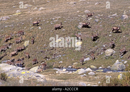 Iberische Steinbock, spanische Steinböcke, Gredos-Steinbock (Capra Pyrenaica Victoriae), Fütterung Gruppe Stockfoto