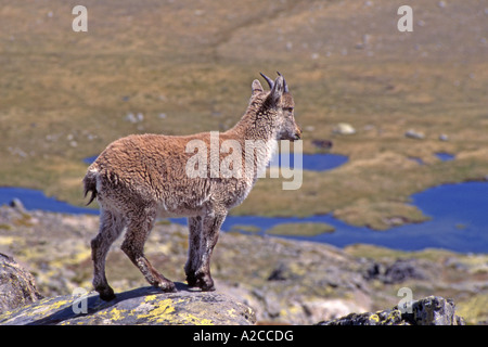 Iberische Steinbock, spanische Steinböcke, Gredos-Steinbock (Capra Pyrenaica Victoriae), junge einzelne stehend auf einem Felsen Stockfoto