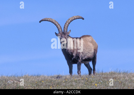 Iberische Steinbock, spanische Steinböcke, Gredos Ibex (Capra Pyrenaica Victoriae), Männlich Stockfoto