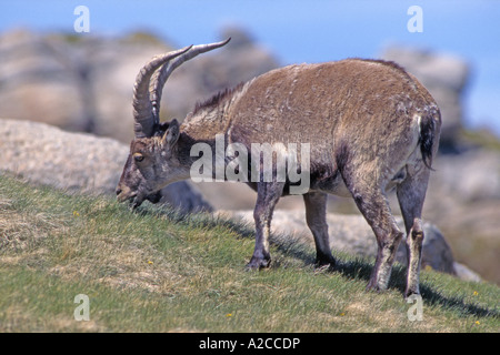 Iberische Steinbock, spanische Steinböcke, Gredos Ibex (Capra Pyrenaica Victoriae), Beweidung männlich Stockfoto