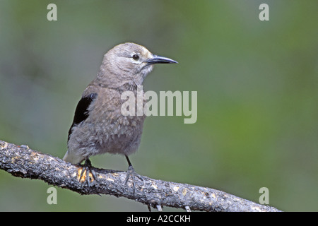 Clarks Tannenhäher (Nucifraga Columbiana) thront auf Zweig Stockfoto