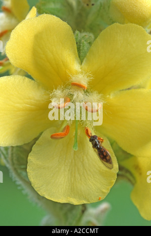 Große blühende Königskerze (Verbascum Densiflorum, Verbascum Thapsiforme) nahe Blume mit Schwebfliege Stockfoto