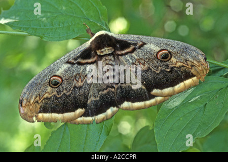 Riesigen Pfau Nachtfalter (Saturnia Pyri) auf den Blättern Stockfoto