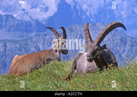 Alpensteinbock (Capra Ibex), zwei Erwachsene Männer liegen auf grasbewachsenen Hang bergigen Hintergrund Stockfoto