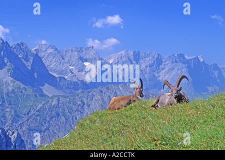 Alpensteinbock (Capra Ibex), zwei Erwachsene Männer liegen auf grasbewachsenen Hang bergigen Hintergrund Stockfoto