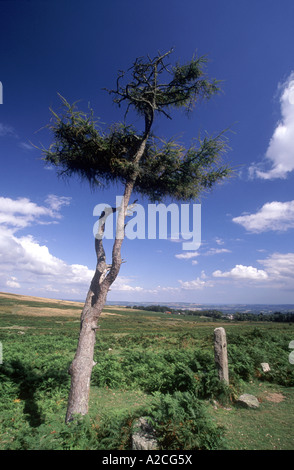 Wandern in der Nähe von Haytor Rocks im Dartmoor National Park. Devon. GPL 4292-405 Stockfoto