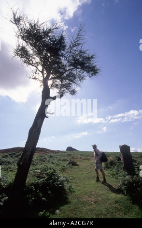 Wandern in der Nähe von Haytor Rocks im Dartmoor National Park. Devon.  GPL 4293-405 Stockfoto