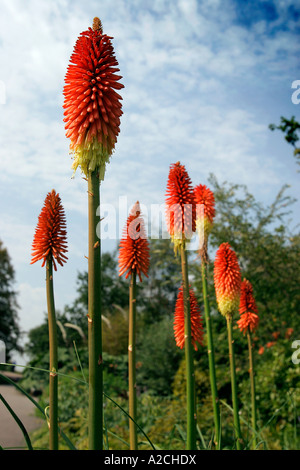 KNIPHOFIA PRINZ IGOR RED HOT POKER Stockfoto