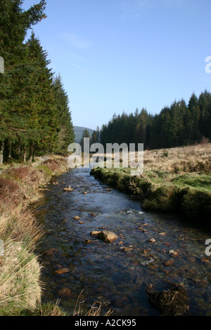 Der Fluss Severn in Hafren Wald nahe Llanidloes Powys Wales Stockfoto