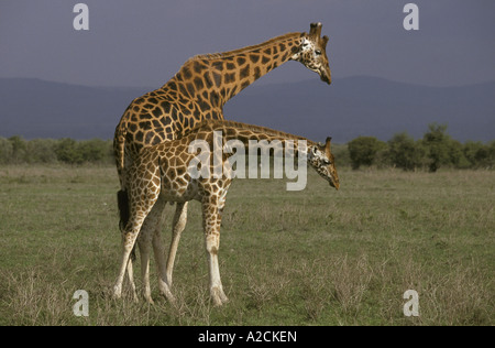 Rothschild s Giraffe Giraffa Plancius Rothschildi Einschnürung Lake Nakuru Kenia Stockfoto