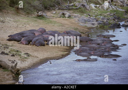 Nilpferd Hippopotamus amphibische Herde ruht am Ufer des Mara Flusses Kenia Stockfoto