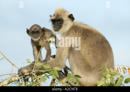 Getuftete grau Languren Affen (Semnopithecus Priam) und Baby-sitting auf einem Busch am Bundala Nationalpark, Sri Lanka Stockfoto