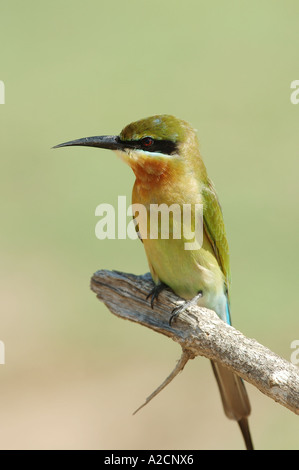 Blau-tailed Bienenfresser (Merops Philippinus) in Yala West National Park, Sri Lanka Stockfoto