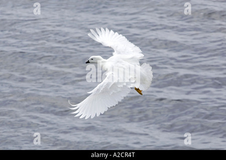 Erwachsene männliche Kelp Gans im Flug Stockfoto