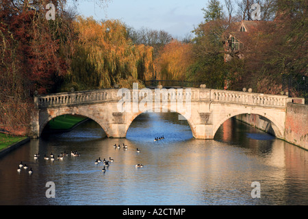 "Clare Bridge" Gänse auf dem "Fluss Cam" im Herbst, Cambridge England. Stockfoto