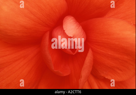 Begonie Blüte abstrakt Begonia X tuberhybrida kultivierten Pflanzen Stockfoto