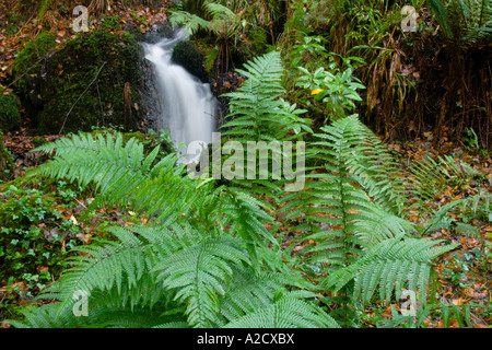 Farne mit einem Mann gemacht Wasserfall im Hintergrund In den Wäldern im Kennall Vale Naturreservat in der Nähe von Ponsanooth Cornwall UK Stockfoto