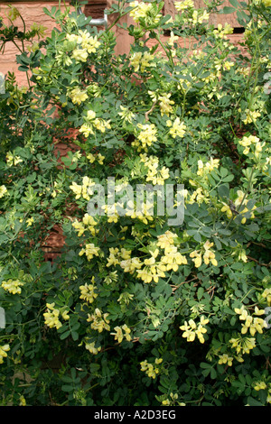 Coronilla Valentina Glauca Citrina blüht im winter Stockfoto