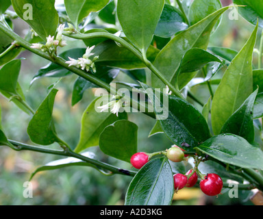 Sarcococca Ruscifolia Chinensis im Januar Stockfoto