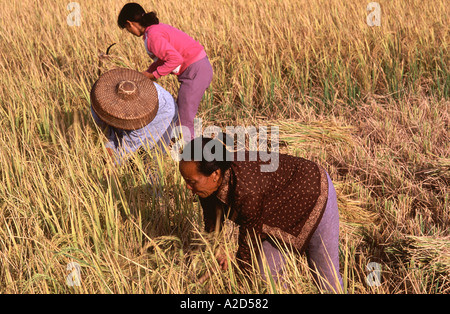 Der Reisernte im Gange in der Nähe von Taishan in der Provinz Guangdong in Südchina Stockfoto