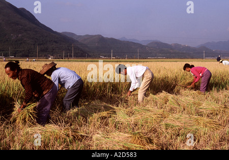 Der Reisernte im Gange in der Nähe von Taishan in der Provinz Guangdong in Südchina Stockfoto
