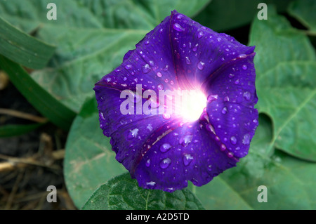 Ein einzelnes Prunkwinde Blume Porträt mit Tau-Tropfen in einem ländlichen Garten von Manitoba Stockfoto