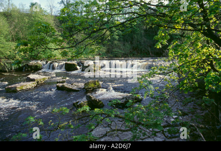 Aysgarth oberen fällt auf Fluß Ure, Wensleydale, Yorkshire Dales National Park, North Yorkshire, England, UK. Stockfoto