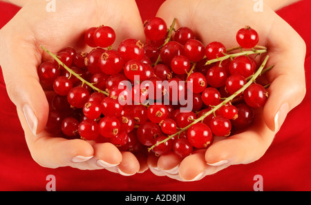 FRAU MIT ROTEN JOHANNISBEEREN Stockfoto