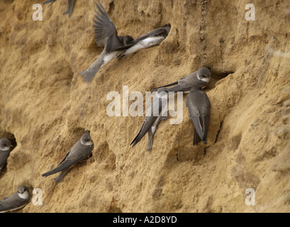 Sand Martins auf Klippe Vorbereitung zu graben, kratzen Loch für Nest, happisburgh Norfolk, East Anglia, England, UK, Europa, Stockfoto
