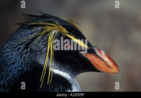 Rockhopper Penguin Eudyptes Chrysocome Kapstadt Südafrika Stockfoto