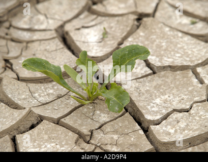 TROCKENE, RISSIGE ERDE IM FELD MIT KLEINEN ZUCKERRÜBEN SÄMLINGE WACHSEN DURCH HAPPISBURGH, NORFOLK, EAST ANGLIA, ENGLAND, UK, Stockfoto