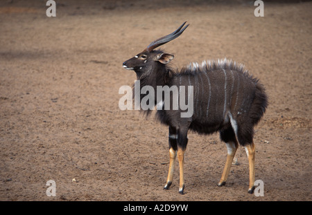 männliche Nyala Tragelaphus Angasi zeigen Dominanz uMkhuze Game Reserve KwaZulu Natal in Südafrika Stockfoto