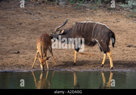 männlicher und weiblicher Nyala Tragelaphus Angasi uMkhuze Game Reserve KwaZulu Natal in Südafrika Stockfoto