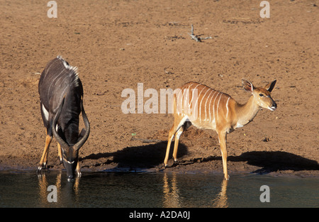 männlicher und weiblicher Nyala Tragelaphus Angasi trinken uMkhuze Game Reserve KwaZulu Natal in Südafrika Stockfoto