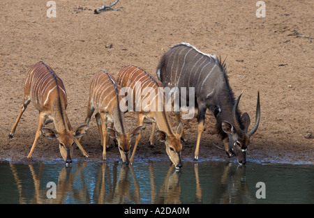 männlicher und weiblicher Nyala Tragelaphus Angasi trinken uMkhuze Game Reserve KwaZulu Natal in Südafrika Stockfoto